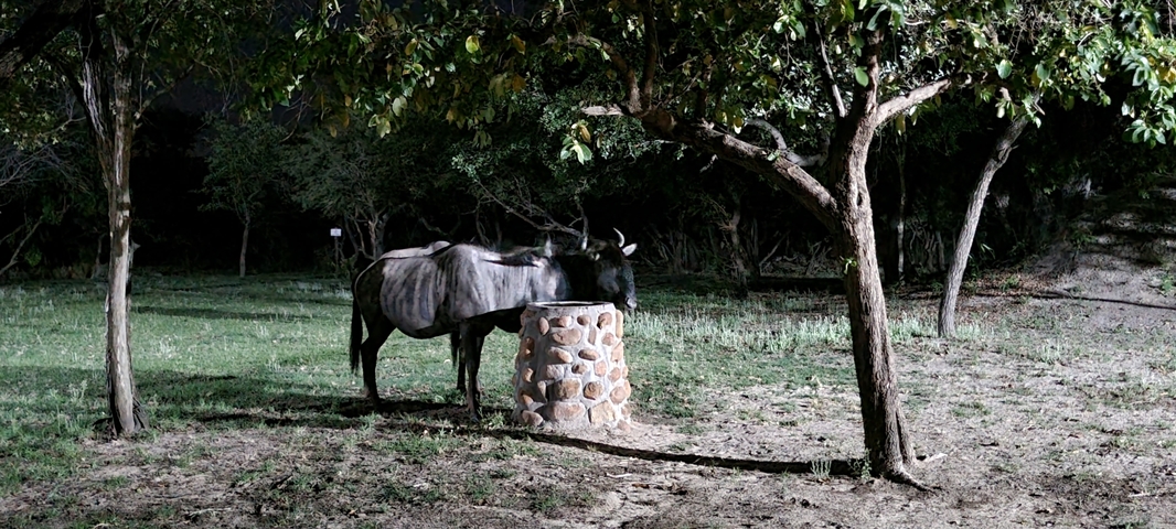 Wildebeest near a stone structure at night.