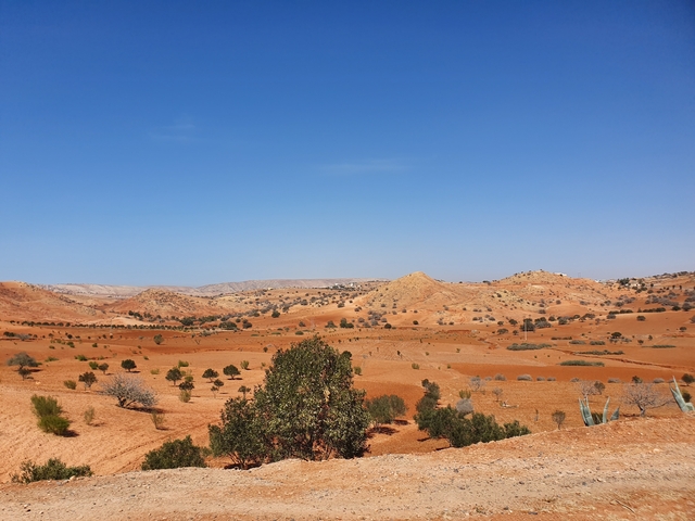 Desert landscape with scattered trees.