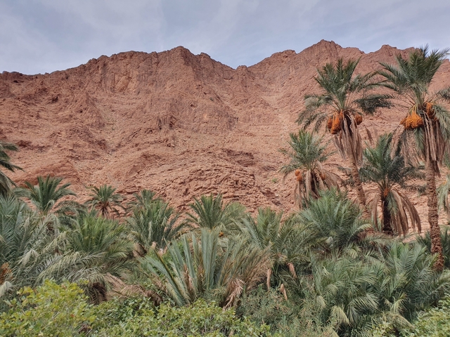 Rocky desert landscape with palm trees.