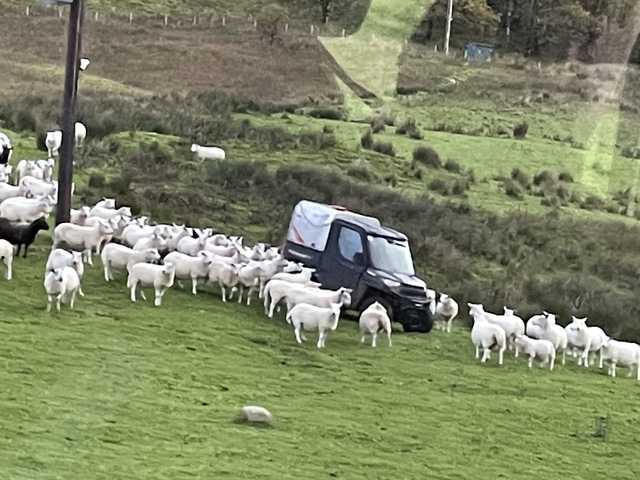      Vehicle surrounded by a flock of sheep.
  