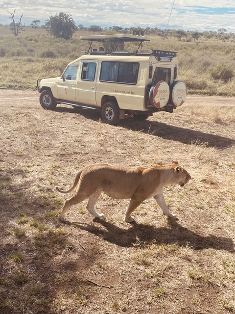 Lion walking near a parked safari vehicle.