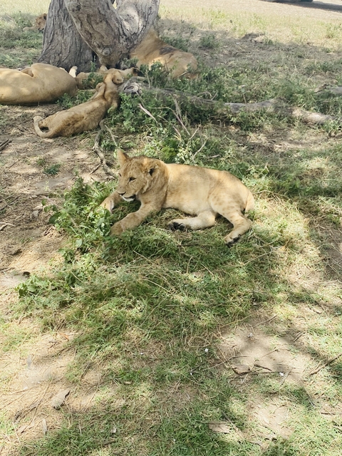Young lion resting on grass.