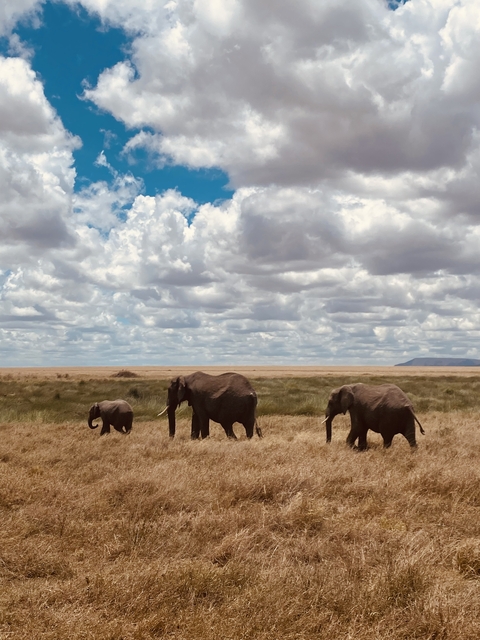 Herd of elephants walking across a plain.