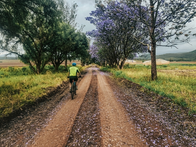       Cyclist riding on a dirt path lined with jacaranda trees.
  