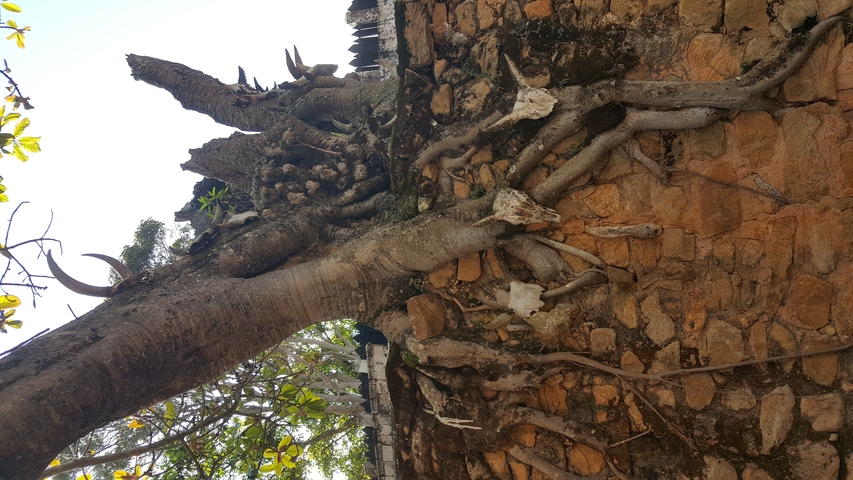       Tree roots growing out of a rustic brick wall.
  