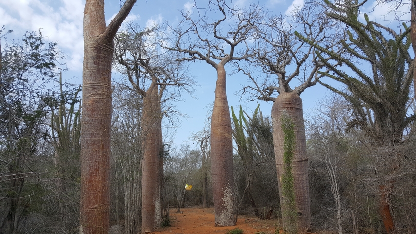       Grove of tall baobab trees in a dry, bushy landscape.
  