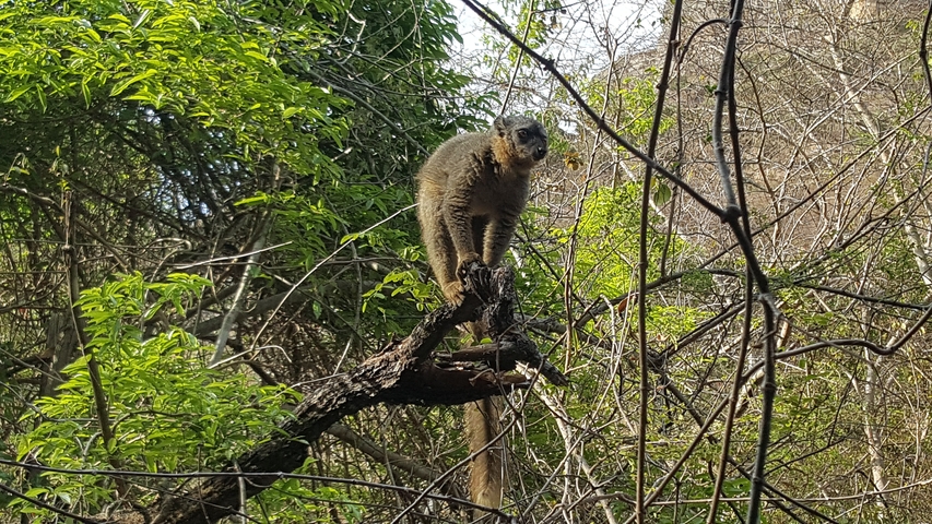       Lemur perched on a branch in a leafy area.
  