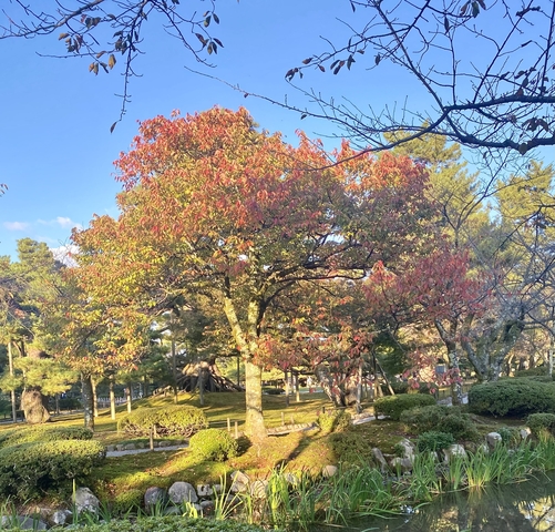 Sunlit trees with autumn foliage in a park.