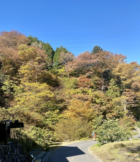       Forested landscape with autumn foliage.
  