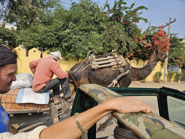 Camel cart on a street with trees and flowers.