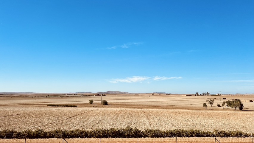 Expansive, golden fields under a clear blue sky.