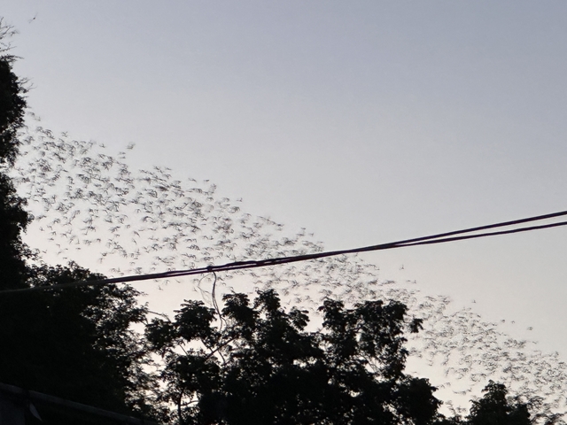 Flock of bats flying at dusk