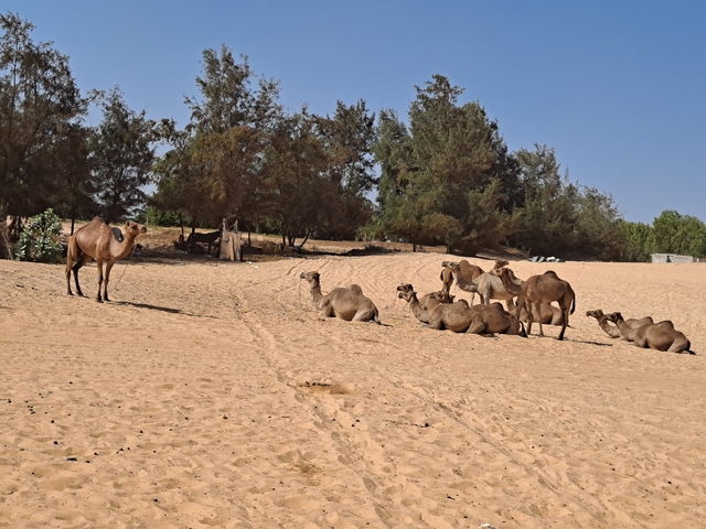 Camels resting under trees on a sandy landscape.