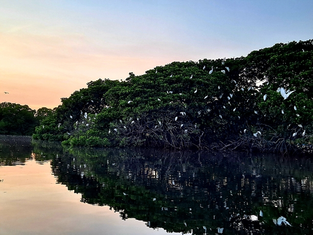Mangrove trees in a river with birds at sunset.