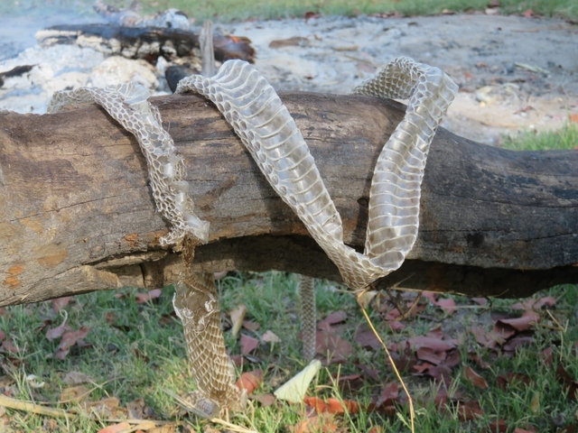 Snake skins resting on a fallen tree trunk.