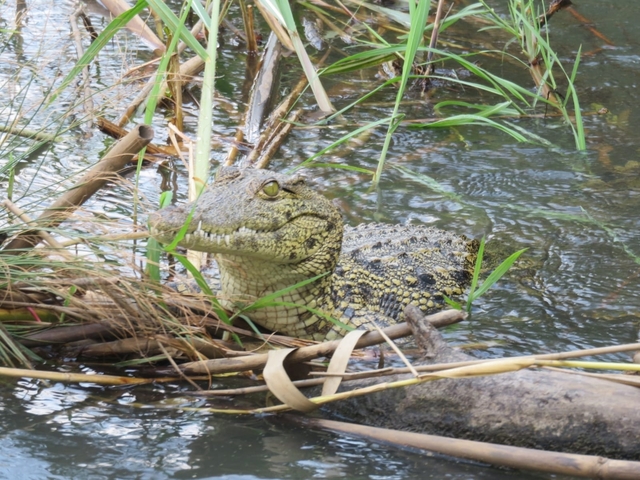 Crocodile partially submerged among reeds in a river.