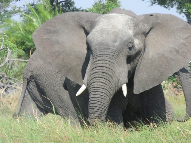Close-up of an elephant in a grassy area.