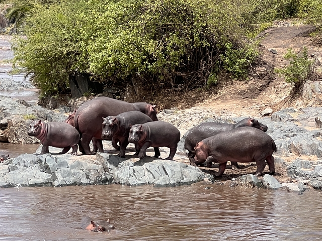      A group of hippos standing on rocks by the water.
  