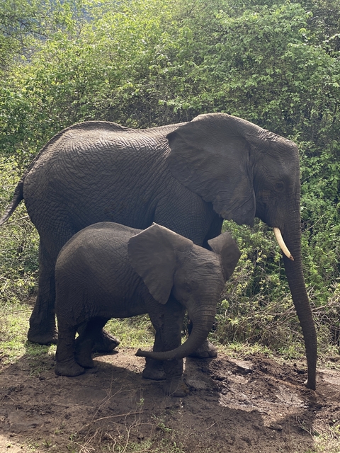       Two elephants standing close together in a forested area.
  