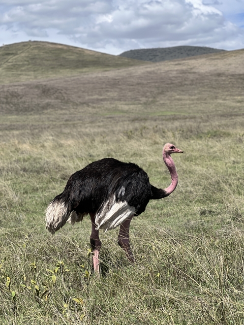       An ostrich standing on a grassy plain.
  