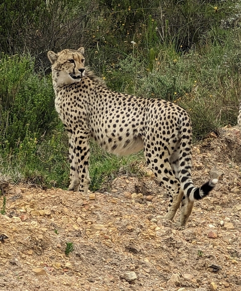       A cheetah perched on a ridge looking at the horizon.
  