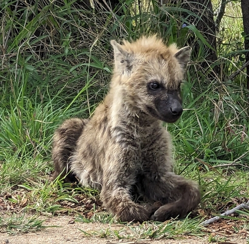 A young hyena resting in the grass.