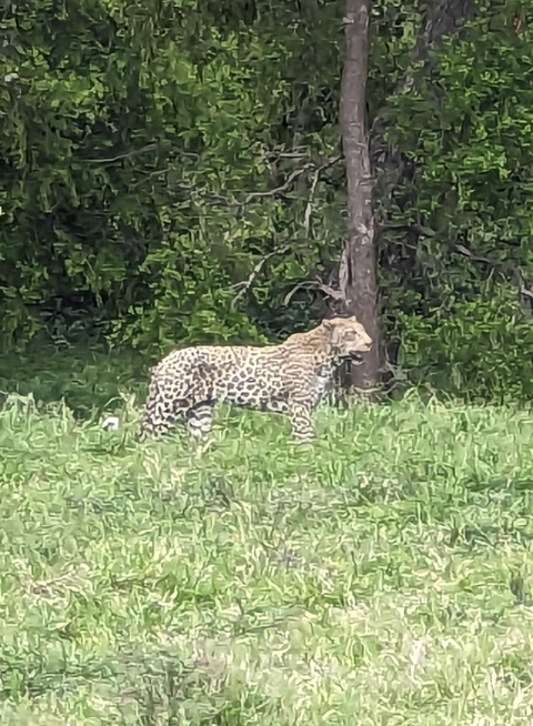       A leopard walking through dense underbrush.
  