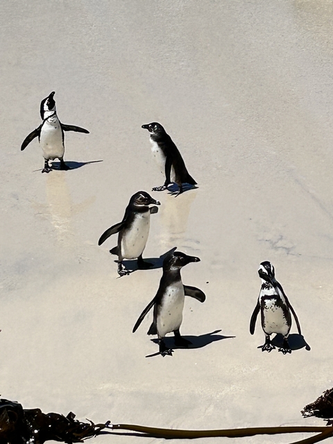       A group of penguins walking on a sandy beach.
  