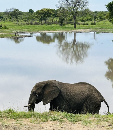       An elephant near a reflective body of water.
  