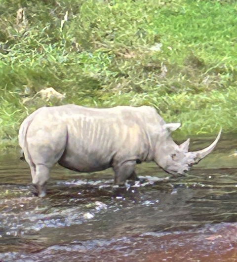 A rhino standing in a shallow river.