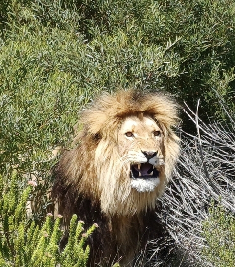       A roaring lion in the wilderness.
  