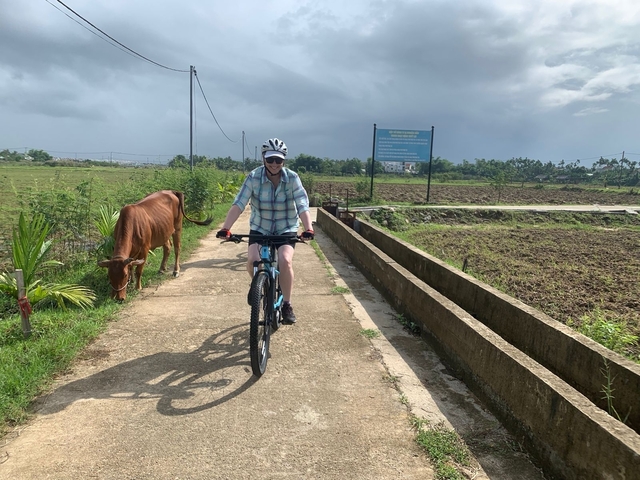       Person cycling on a path through fields with a cow nearby.
  