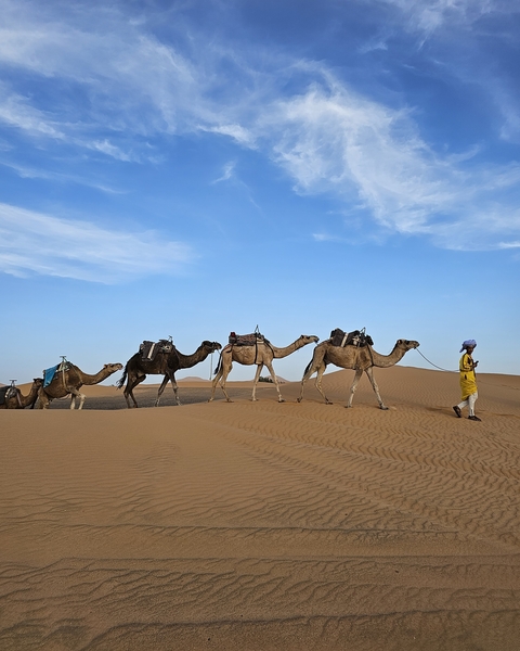 Man leading camels across the desert.