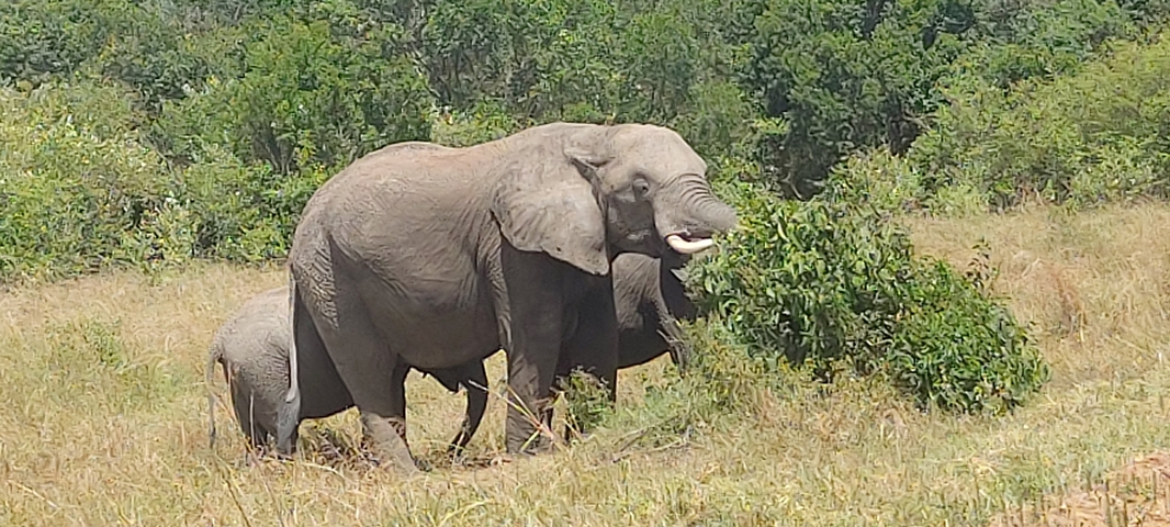 Two elephants in a grassy field.