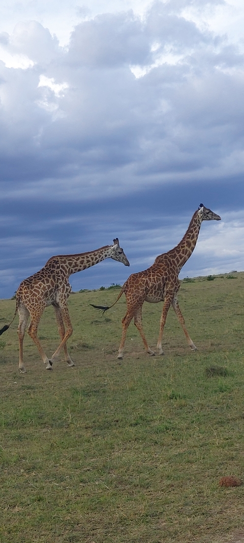 Two giraffes in an open field under a moody sky.