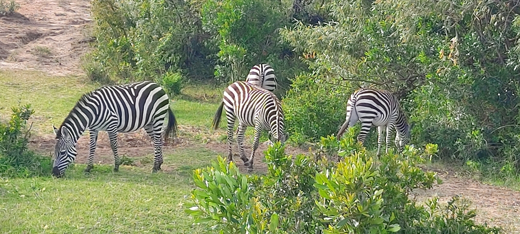 Zebras grazing amidst green vegetation.