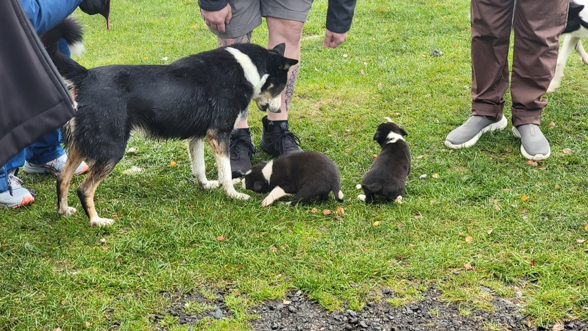       Dogs and puppies playing on a grassy area with people.
  