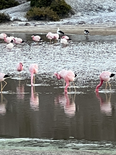       Flamingos standing in a water body.
  