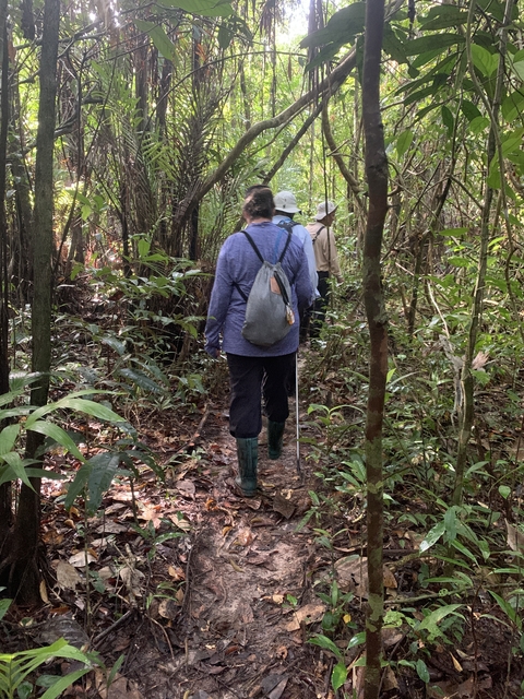       People hiking through a dense forest trail.
  
