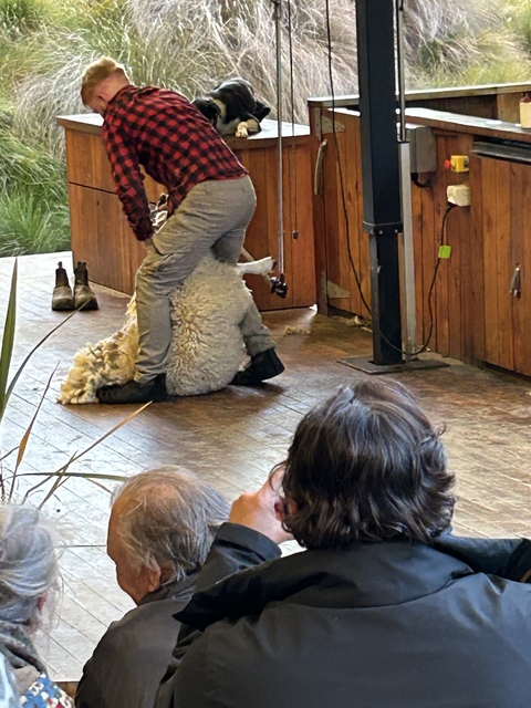 Sheep being sheared in a demonstration.