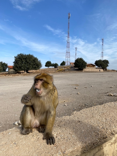 Monkey sitting on a rocky surface with towers in the background.
