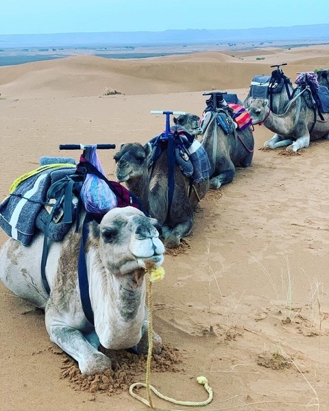       Camels resting on sand with travel gear.
  