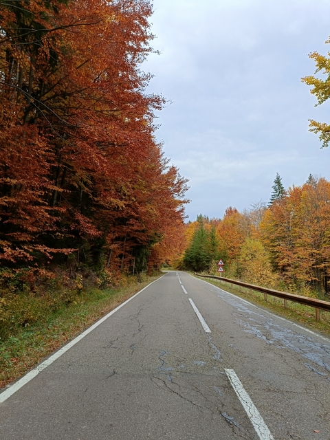 Road through a forest with autumn foliage.