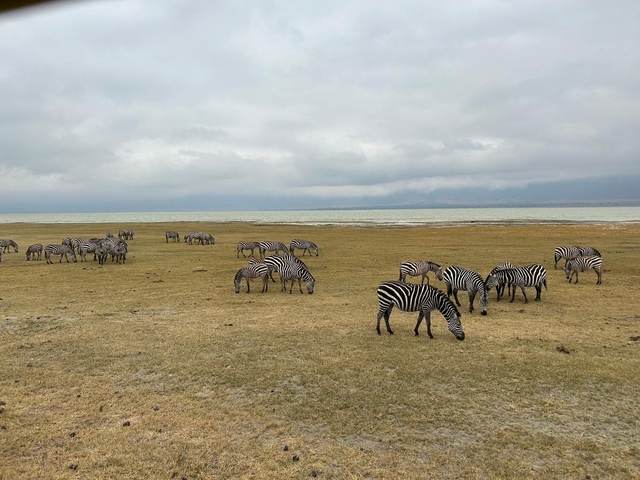       A herd of zebras grazing on a vast plain under a cloudy sky.
  