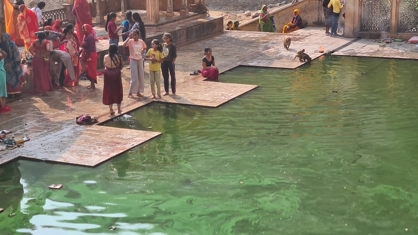 A group of people and monkeys by a green pool.