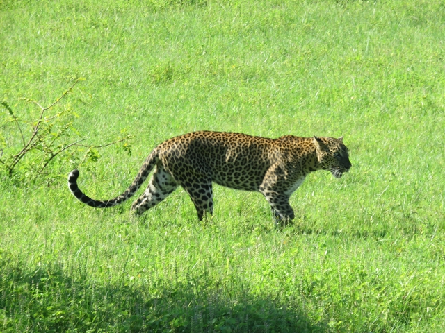       Leopard walking in a grassy field.
  