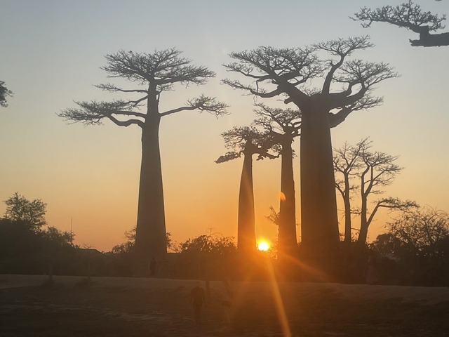 Baobab trees at sunset with sun setting between them.