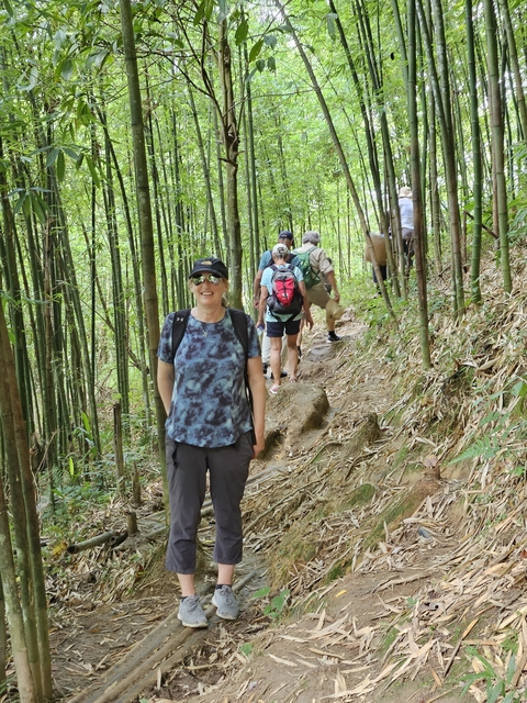 Group of hikers on a trail through a bamboo forest.