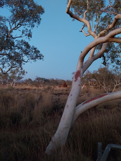       Tree and bush landscape in the outback.
  
