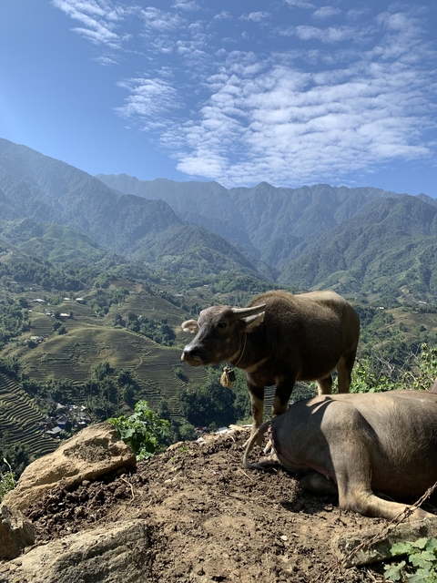 Buffalo standing on a hillside with terraced fields and mountains.